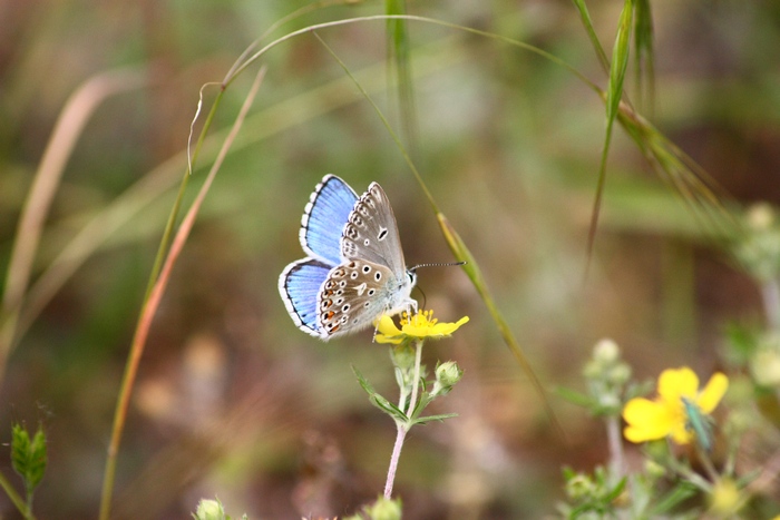 Lycaena dispar e altri licenidi.